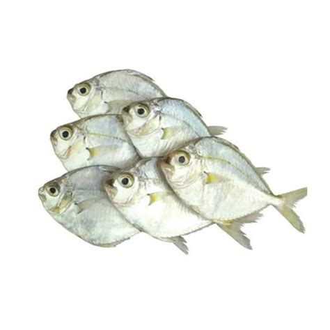 sapsap fish in english|Local and English names of common fish and seafood .
